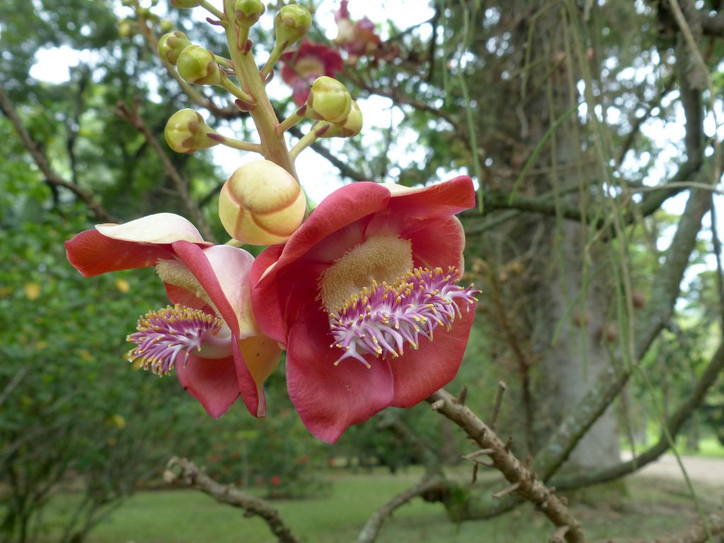 Couroupita guianensis flower