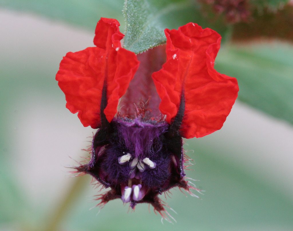 Cuphea llavea flower
