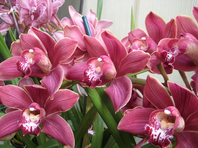 Orchid-Cymbidium flowers