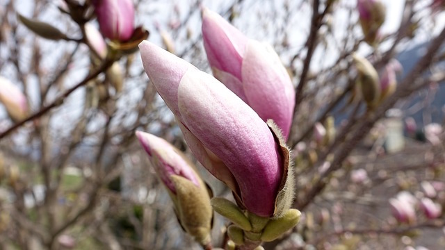 Magnolia Flower Buds