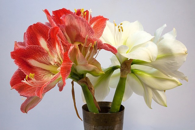 Amaryllis Flower Availability