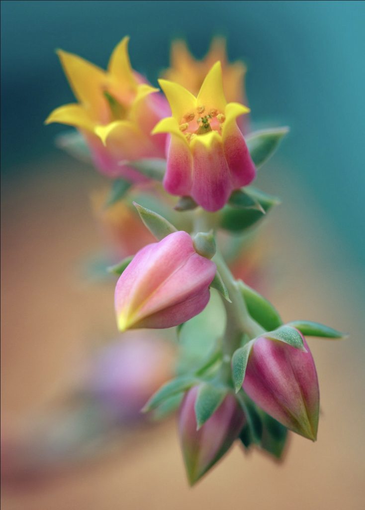 Echeveria flower