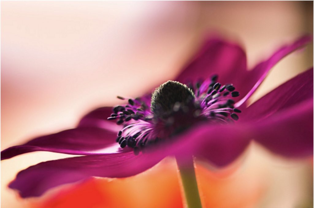 Anemone Flower