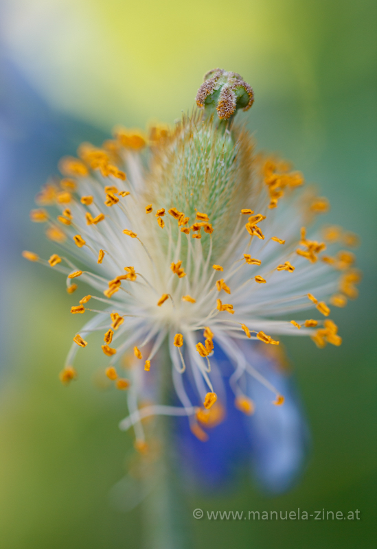 Blue poppy flower