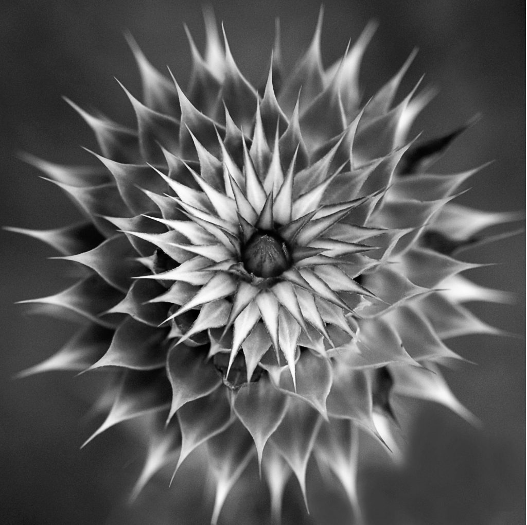 Musk Thistle black and white