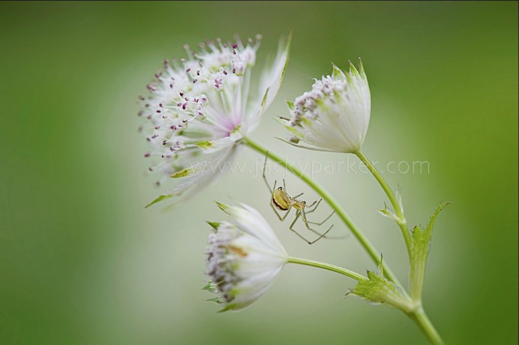 Astrantia flower with spider