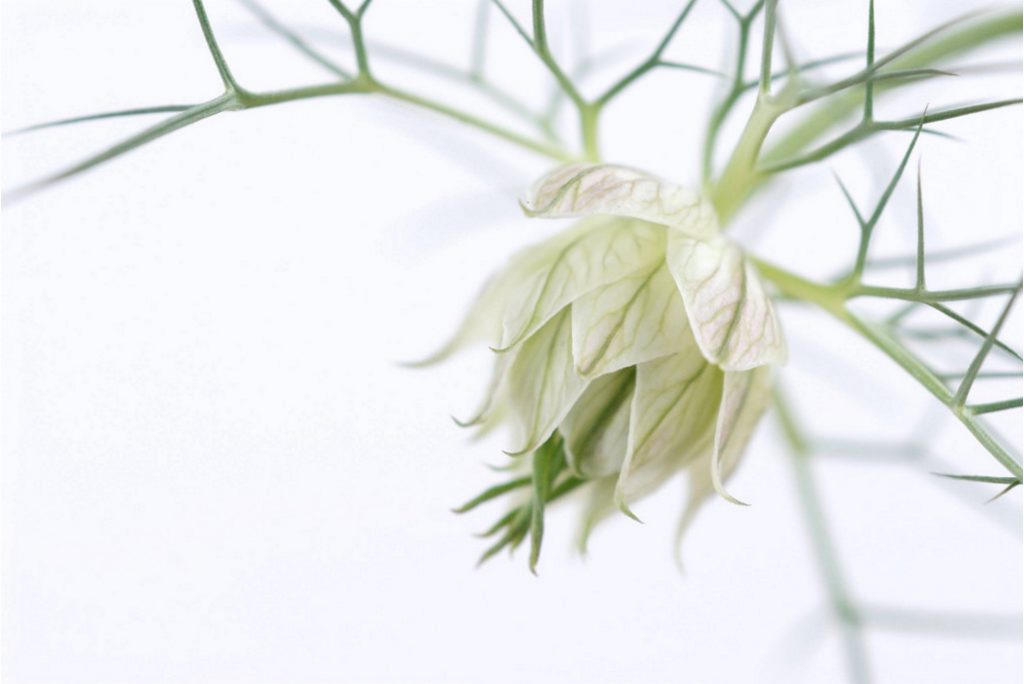 White Nigella Flower