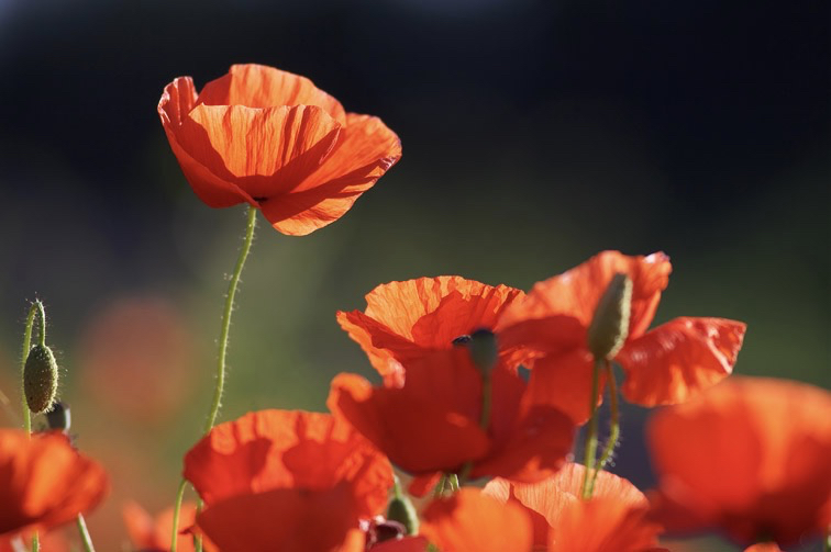 Backlit poppies