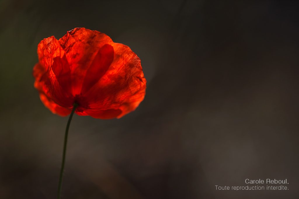 Poppy flower red