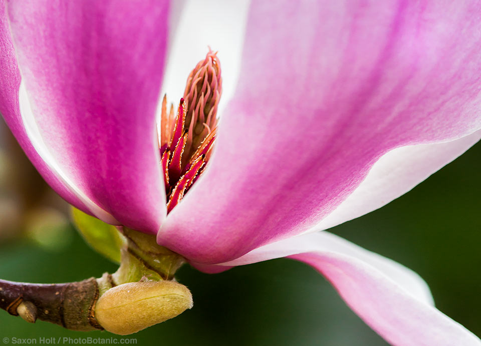 Magnolia soulangiana flower on deciduous tree, close-up showing carpels and stamens