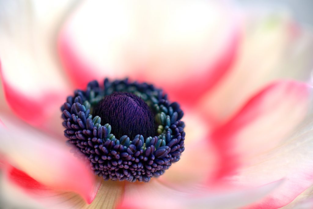 Red and white Anemone flower