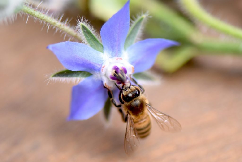 European honeybee on borage flower