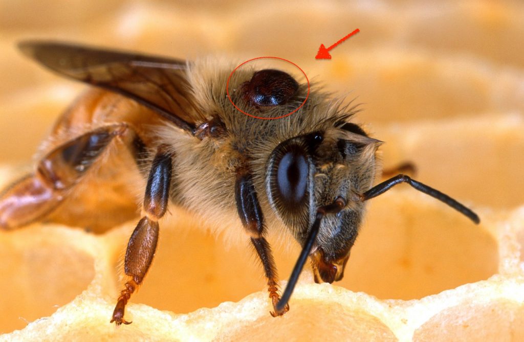 Varroa mite on bee