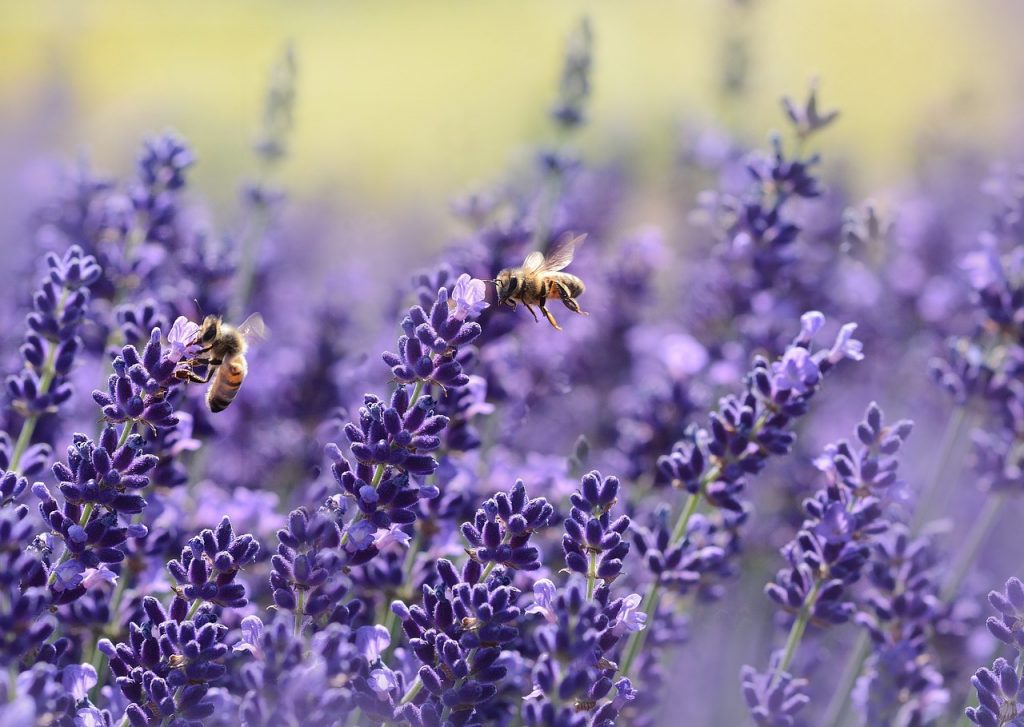 Bees on lavender flower