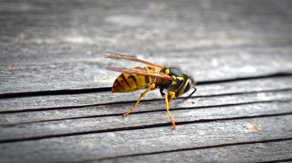 European wasp