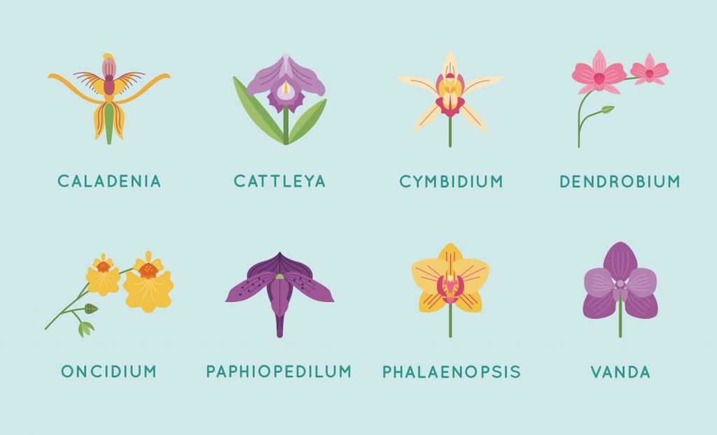 orchids types list