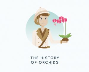 Orchid Growing for Beginners: The Definitive Guide