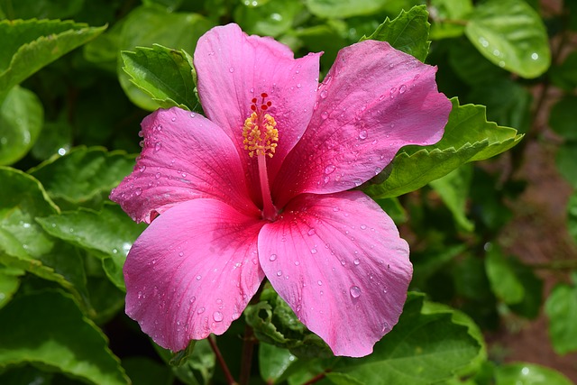 Hibiscus Plants & Flowers: All you want (and need) to know - All Things ...
