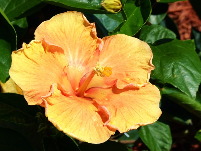 Are hibiscus flowers poisonous best sale to humans