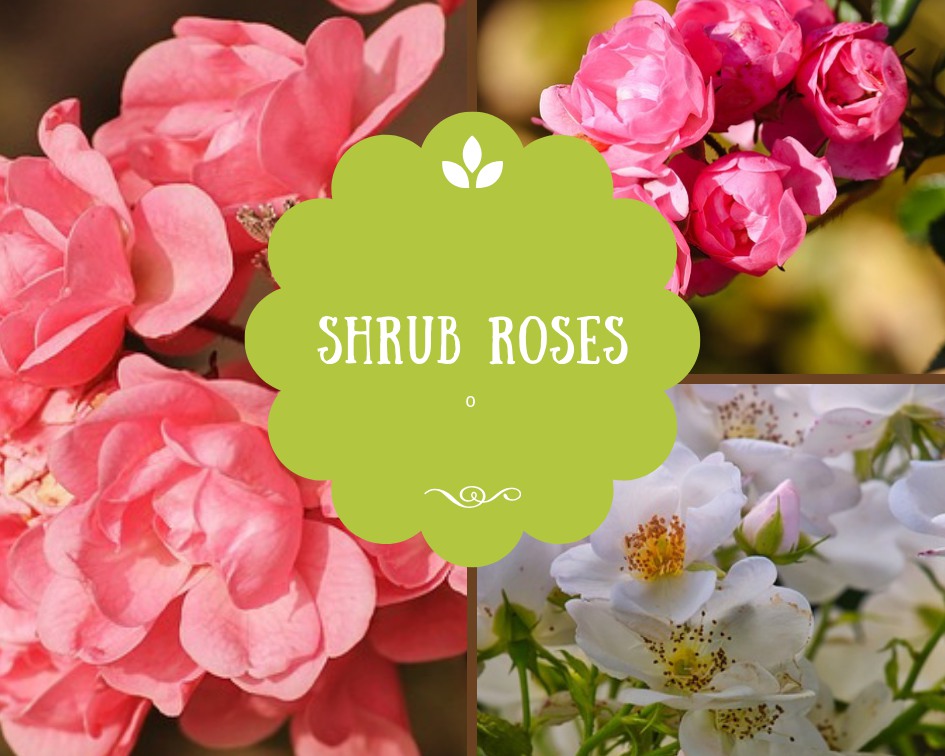 How To Grow Roses Your Neighbours Will Envy The Ultimate