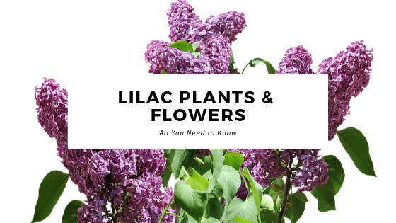 Lilac Plants Flowers All You Need To Know