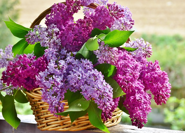 are lilacs poisonous to dogs