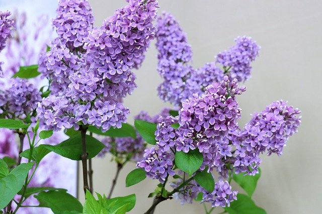 lilac poisonous to dogs