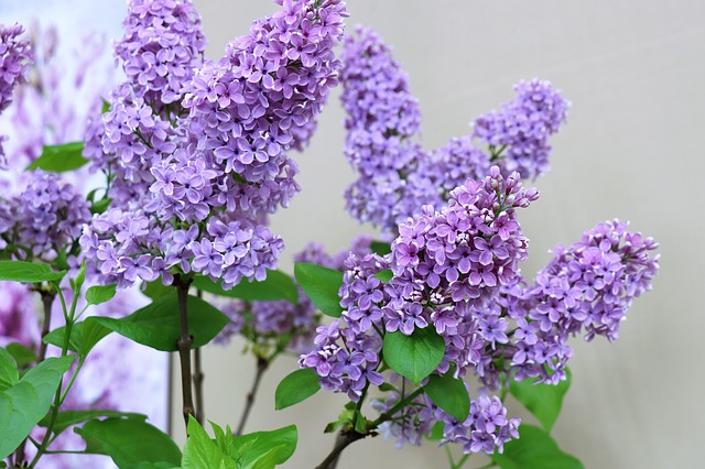 is lilac poisonous to dogs