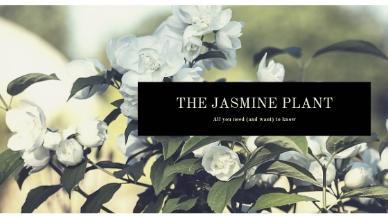 Italian jasmine, plant