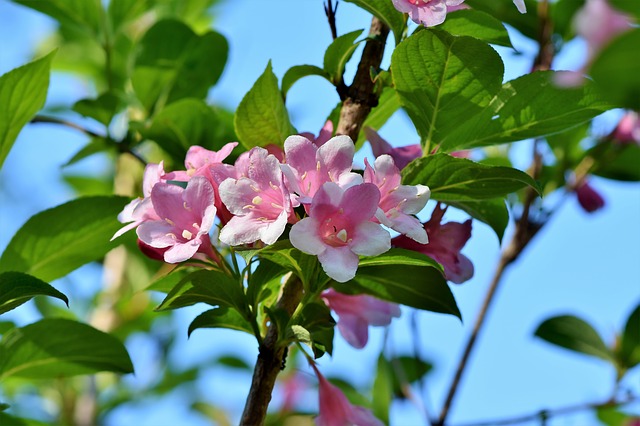 Italian jasmine, plant