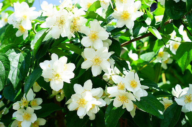 Jasmine Plants & Flowers: All you Need (and want) to Know