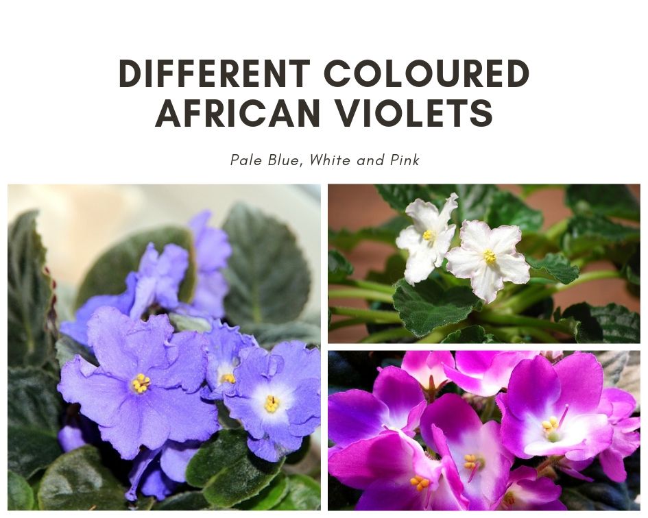 Different coloured african violets