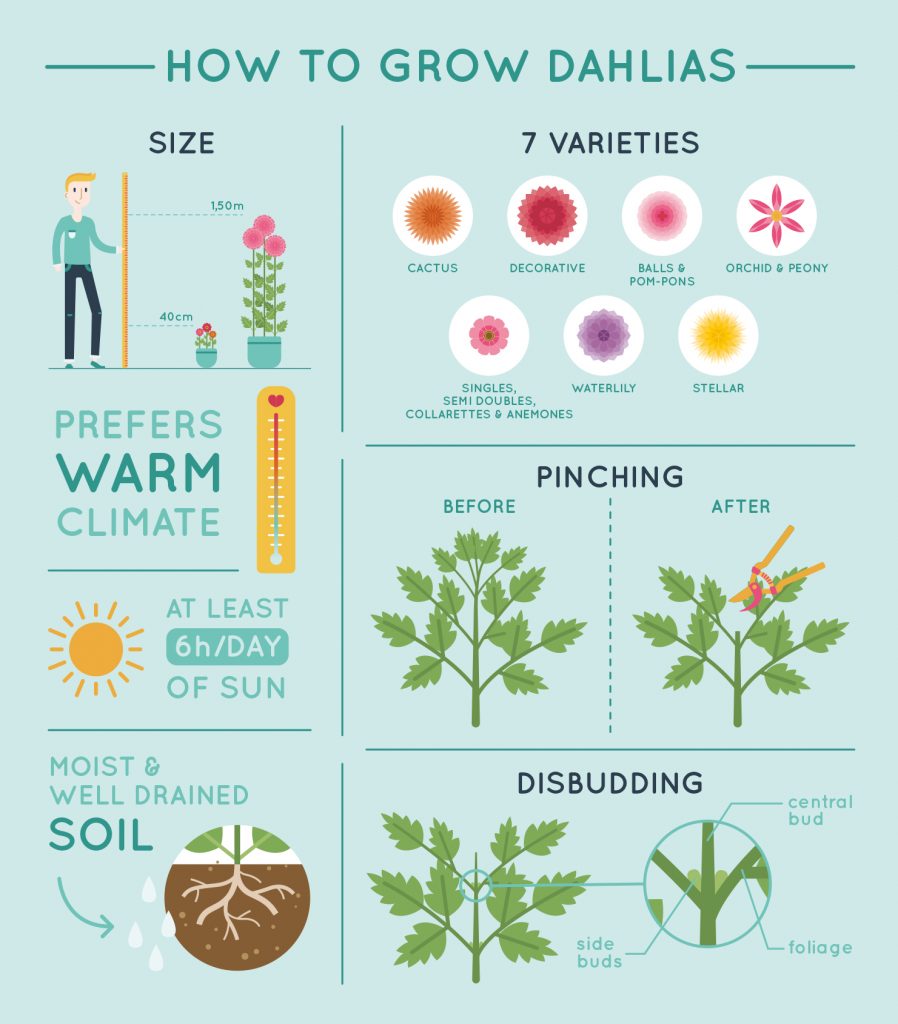 How To Grow Dahlias Infographic All Things Flowers Blog By Sydney Florists Flowers Across Sydney