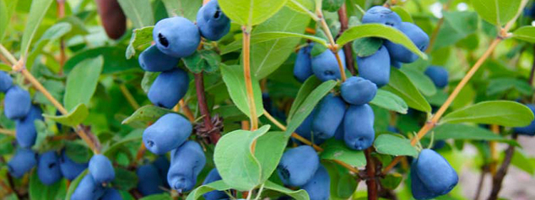 Blue Honeysuckle fruits