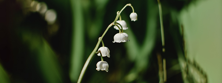 Lily of the Valley woodland flowering plant