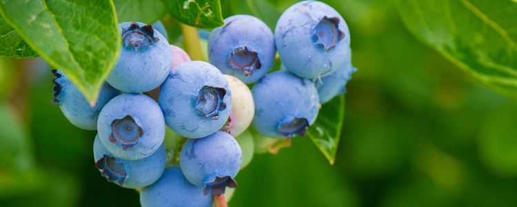 Bunch of Blueberry Fruits