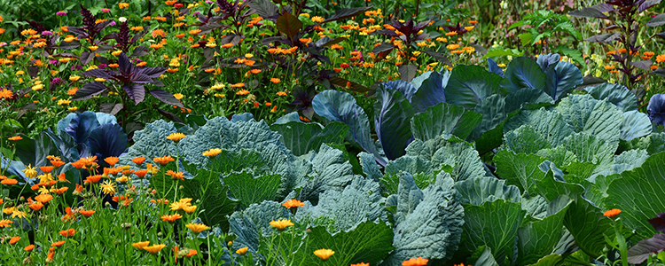 Cabbages and Flowers Growing together