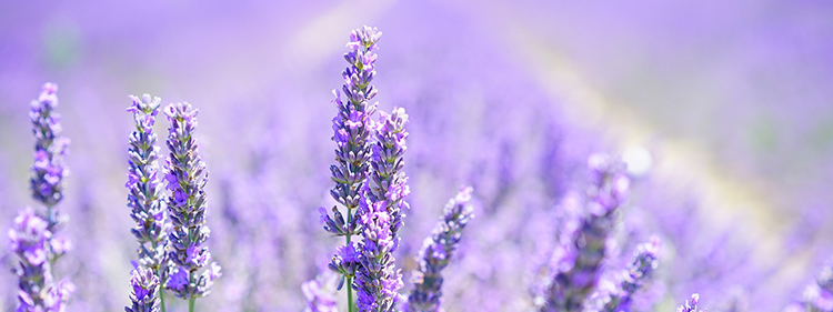 Edible Flowers-Flowers You Can Eat! - Flowers Across Sydney