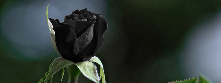 Black Rose Close Shot