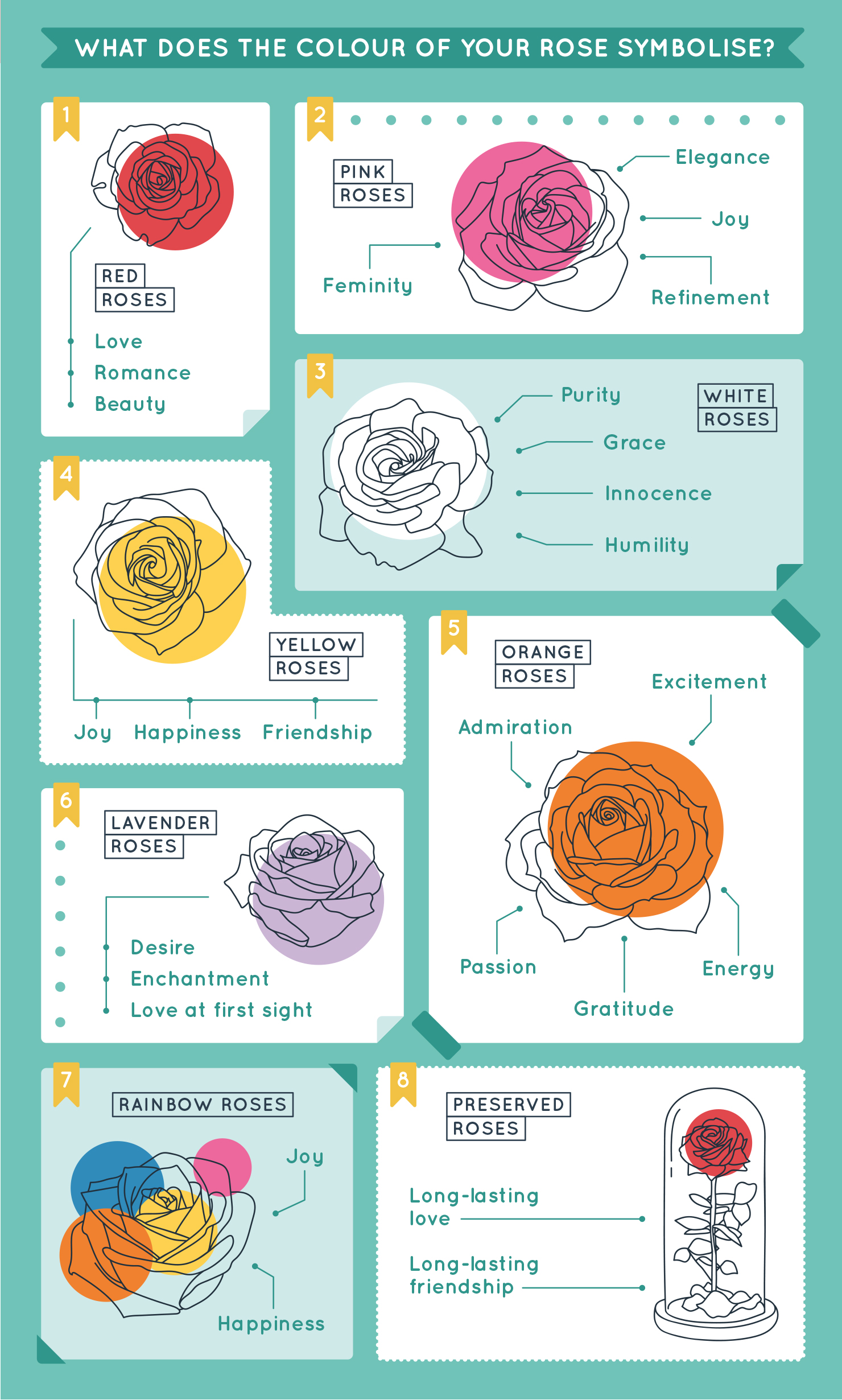 Rose Colour Meaning Infographic