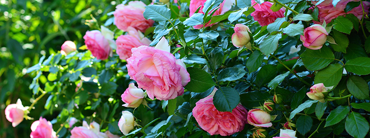 Rose Bush Blossoms