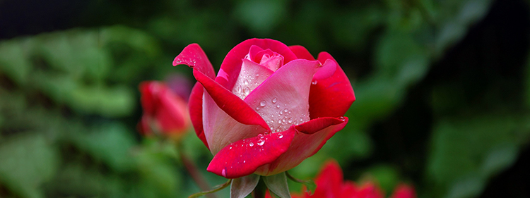 Dewdrops on rose flower