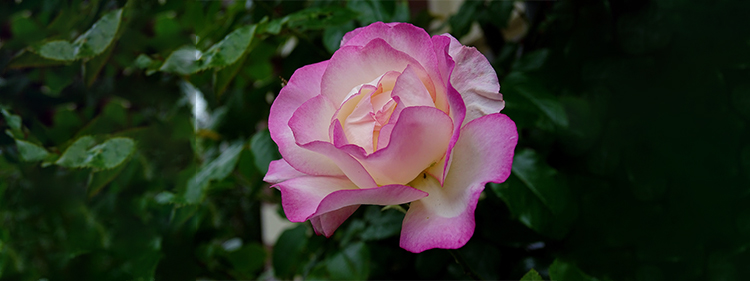 Close up shot of a Peace Rose