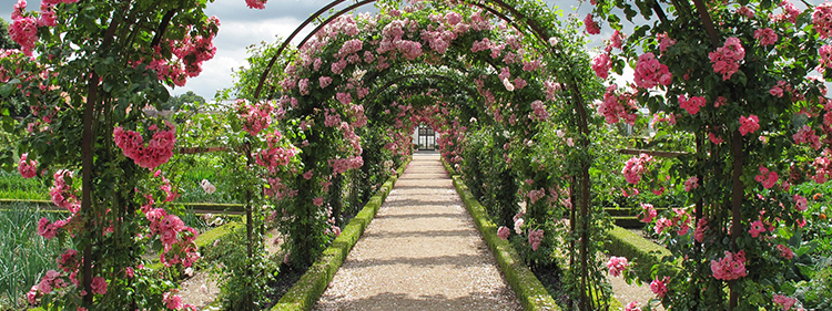 Rose Espalier Garden