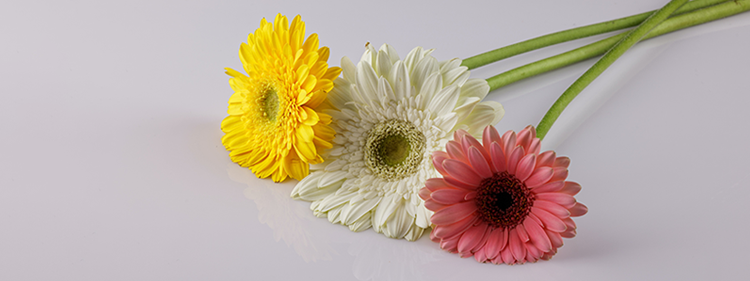 Yellow, Pink and White Gerberas