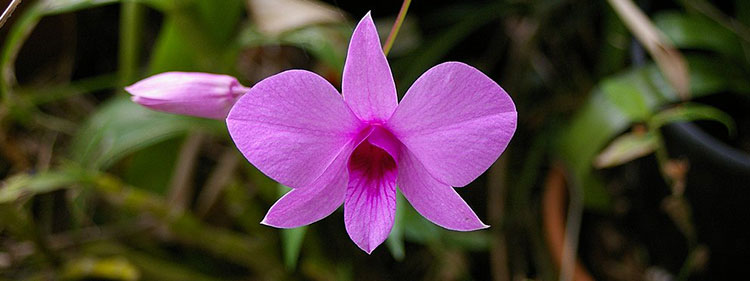 Cooktown Orchid Flower