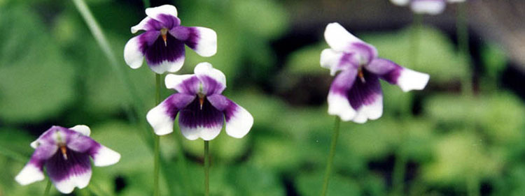 Native Violet Flowers