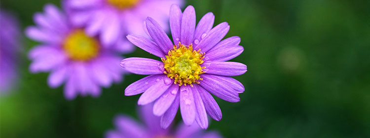 Australian Daisy Flower