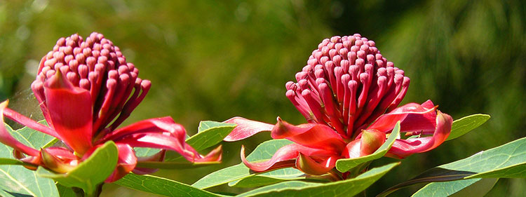 Australian Native Flower - Waratah