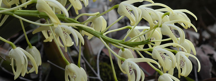 Sydney Rock Orchid